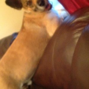 Meet your Posher, Peter